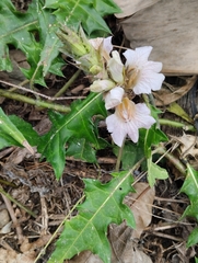 Acanthus montanus (Acanthus montanus)