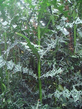 Acanthus montanus: Acanto ( Acanthus montanus ) Jardín Botánico de Bogotá, Colombia.