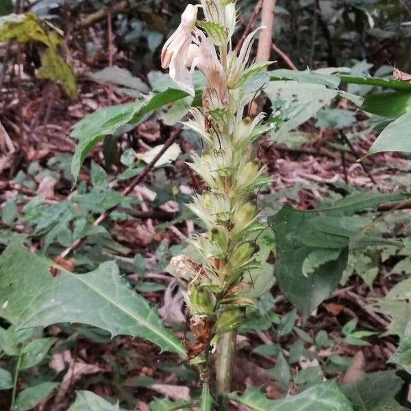 Acanthus montanus (Acanthus montanus)