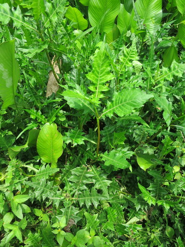 Acanthus montanus (Acanthus montanus)