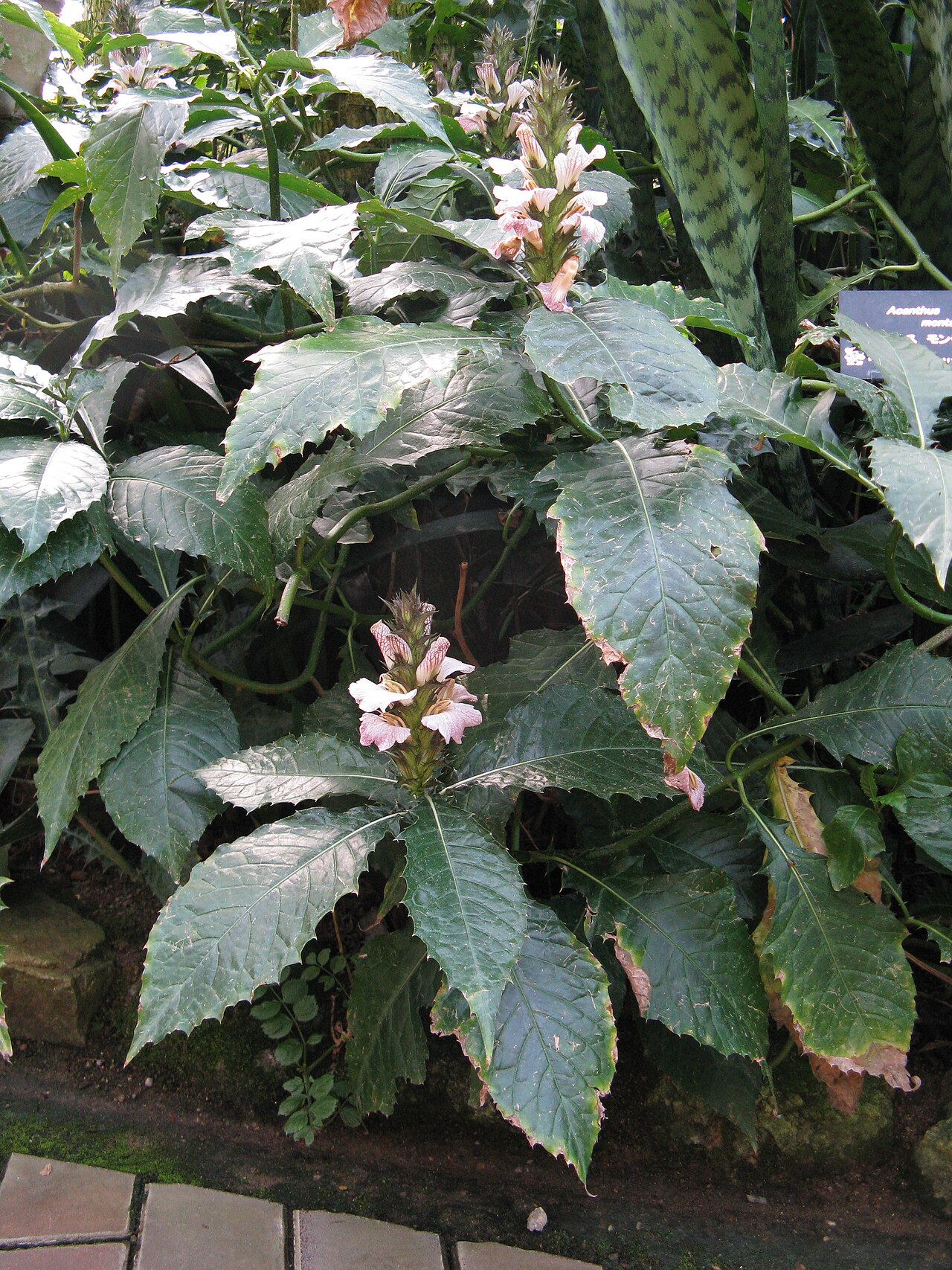 Acanthus montanus: Acanthus montanus