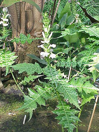 Acanthus montanus: Species : Acanthus montanus Family : Acanthaceae Image No. 4
