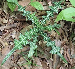 Acanthus montanus (Acanthus montanus)
