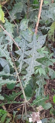 Acanthus montanus (Acanthus montanus)