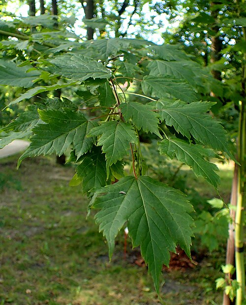 Acer barbinerve: Acer barbinerve at Botanical Garden in Zielona Góra