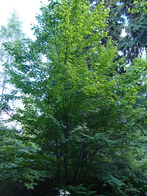 Acer barbinerve: Ussuri maple (Acer barbinerve) in Viikki Arboretum in Helsinki, Finland