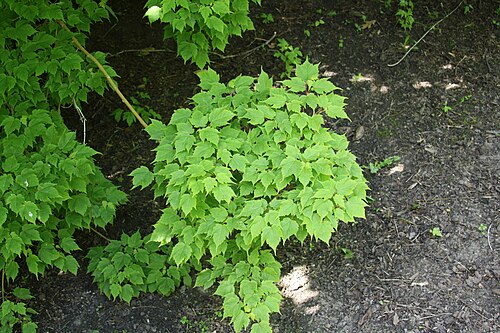 Acer barbinerve: The foliage of Ussuri maple (Acer barbinerve), Botanical garden of Tallinn, Estonia