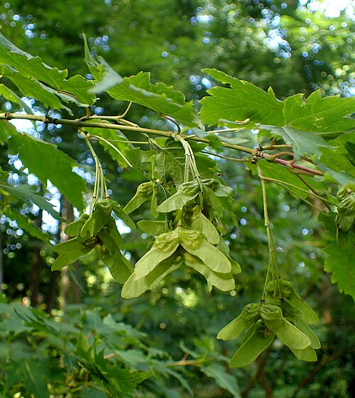 Acer barbinerve: Acer barbinerve at Botanical Garden in Zielona Góra