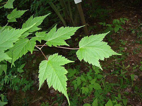 Acer barbinerve: The foliage of Ussuri maple (Acer barbinerve) in Viikki Arboretum in Helsinki, Finland