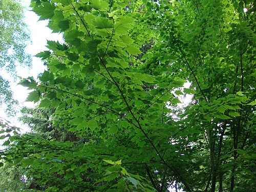 Acer barbinerve: The foliage of Ussuri maple (Acer barbinerve) in Viikki Arboretum in Helsinki, Finland
