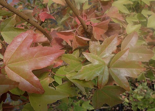 Trident maple: Trident Maple – autumn leafs