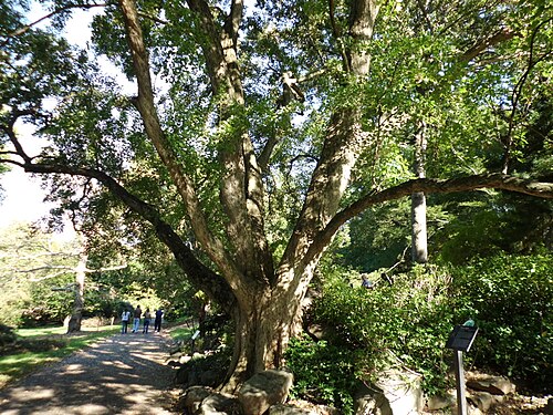 Trident maple: Acer buergerianum at Morris Arboretum .