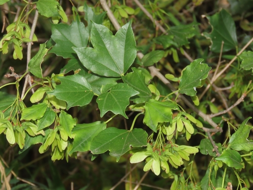 Trident maple (Acer buergerianum)