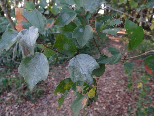 Trident maple (Acer buergerianum)