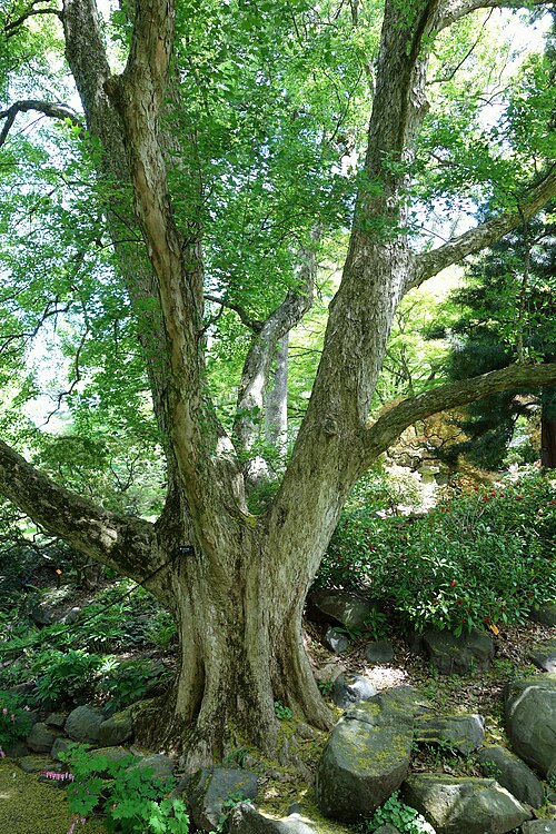 Trident maple: Botanical specimen in the Morris Arboretum, 100 East Northwestern Avenue, Chestnut Hill, Philadelphia, Pennsylvania, USA.