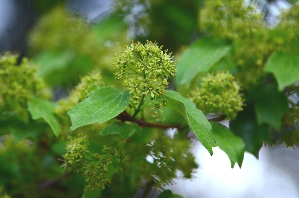 Trident maple (Acer buergerianum)
