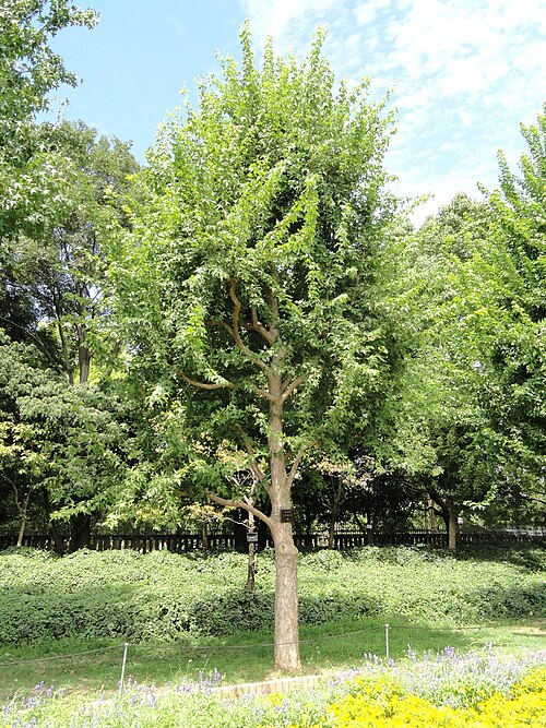 Trident maple: Botanical specimen in the Nagai Botanical Garden, Osaka, Japan.
