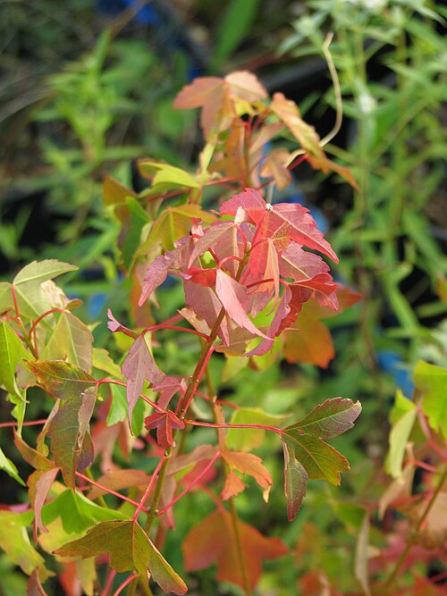 Trident maple: Acer buergerianum