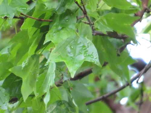 Trident maple (Acer buergerianum)