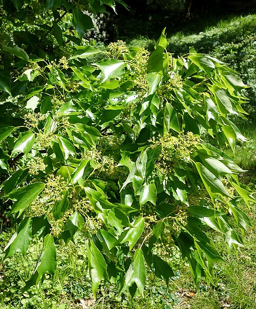 Trident maple: Botanical specimen in the Morris Arboretum, 100 East Northwestern Avenue, Chestnut Hill, Philadelphia, Pennsylvania, USA.