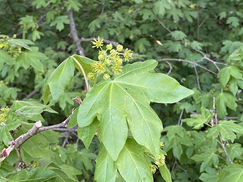 Field maple (Acer campestre)