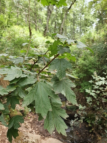 Field maple (Acer campestre)