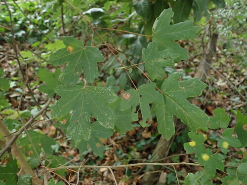 Field maple (Acer campestre)
