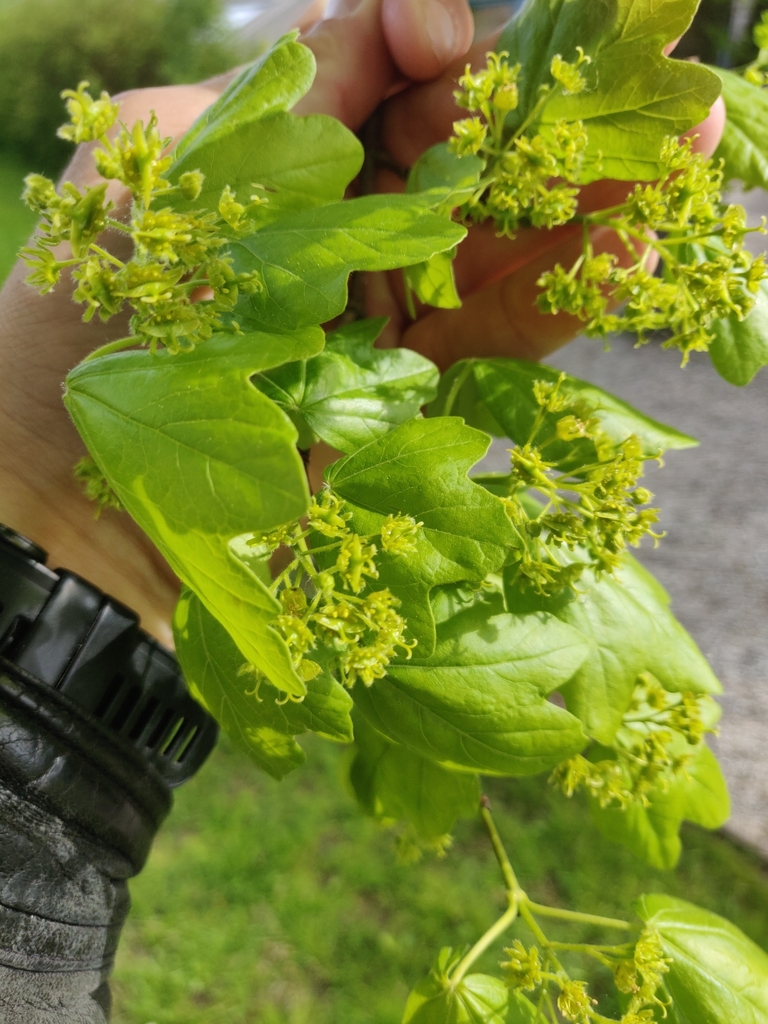 Field maple (Acer campestre)