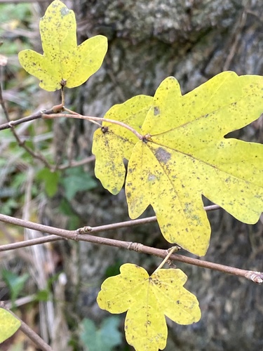 Field maple (Acer campestre)