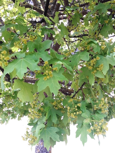 Field maple (Acer campestre)