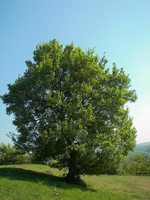 Field maple: Field Maple (Acer campestre), Location: Ebsdorfergrund-Frauenberg, Hesse, Germany