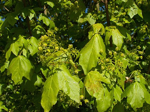 Field maple: Field Maple (Acer campestre), Leaves and Flowers, Location: Marburg, Hesse, Germany