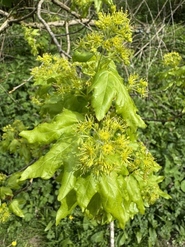 Field maple (Acer campestre)