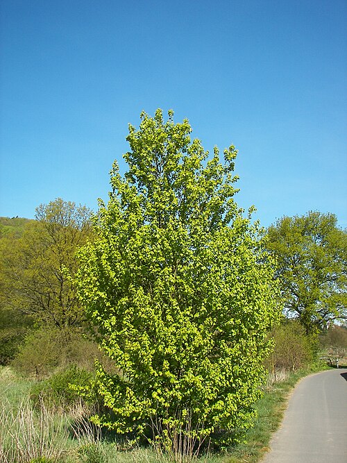 Field maple: Field Maple (Acer campestre), Location: Marburg, Hesse, Germany