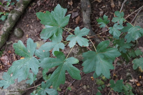 Field maple (Acer campestre)