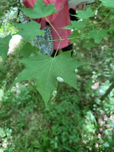 Cappadocian maple (Acer cappadocicum)