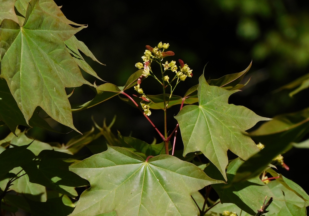 Cappadocian maple (Acer cappadocicum)
