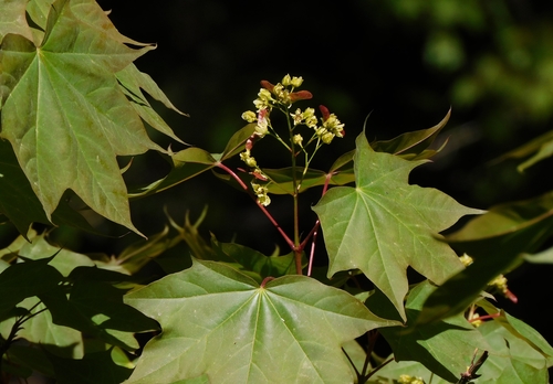Cappadocian maple (Acer cappadocicum)