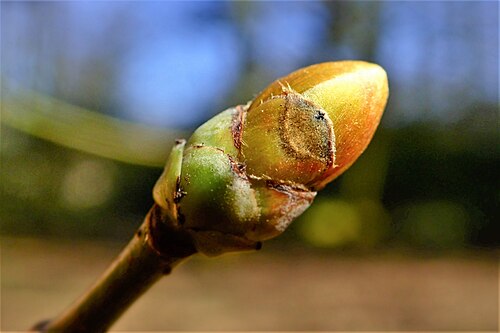 Cappadocian maple: Acer cappadocicum, bud. Szczecin, NW Poland