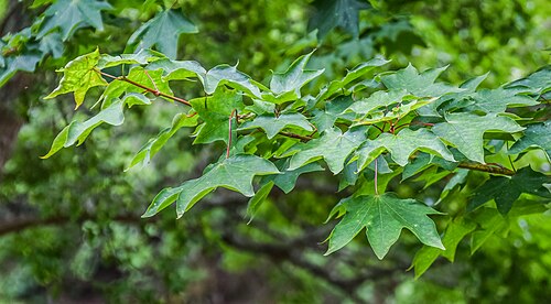 Cappadocian maple: Acer cappadocicum in Hackfalls Arboretum, Gisborne Region, New Zealand