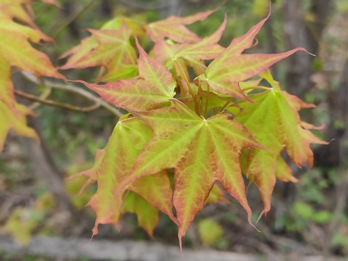 Cappadocian maple (Acer cappadocicum)
