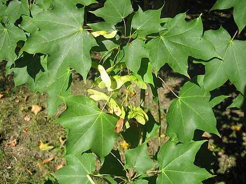 Cappadocian maple: Acer cappadocicum