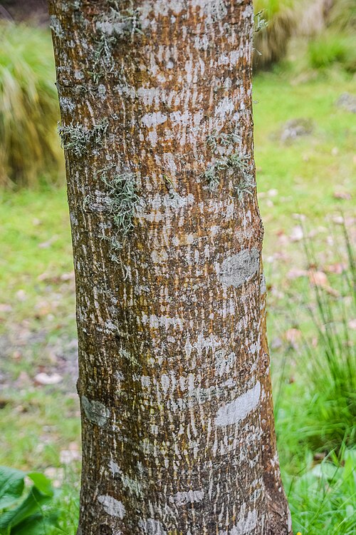 Cappadocian maple: Acer cappadocicum in Hackfalls Arboretum, Gisborne Region, New Zealand