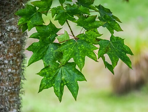 Cappadocian maple: Acer cappadocicum in Hackfalls Arboretum, Gisborne Region, New Zealand