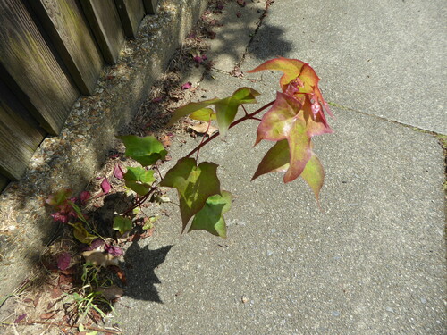 Cappadocian maple (Acer cappadocicum)
