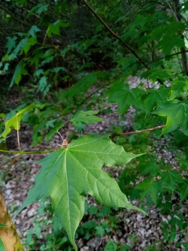 Cappadocian maple (Acer cappadocicum)