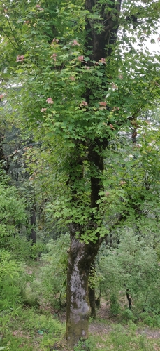 Cappadocian maple (Acer cappadocicum)