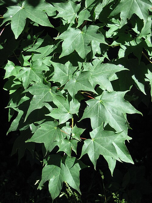 Cappadocian maple: Acer cappadocicum , cultivated, Armstrong Park, Newcastle, Northumberland, UK