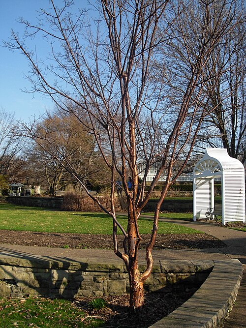 Paperbark maple: Acer griseum in Phipps conservatory , Pittsburgh.