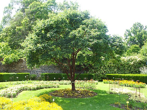 Paperbark maple: Acer griseum